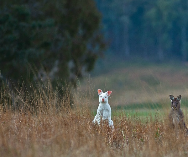 Meaningful luxury Australia