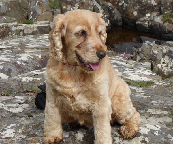 Top 5 pet-friendly hotels in Scotland