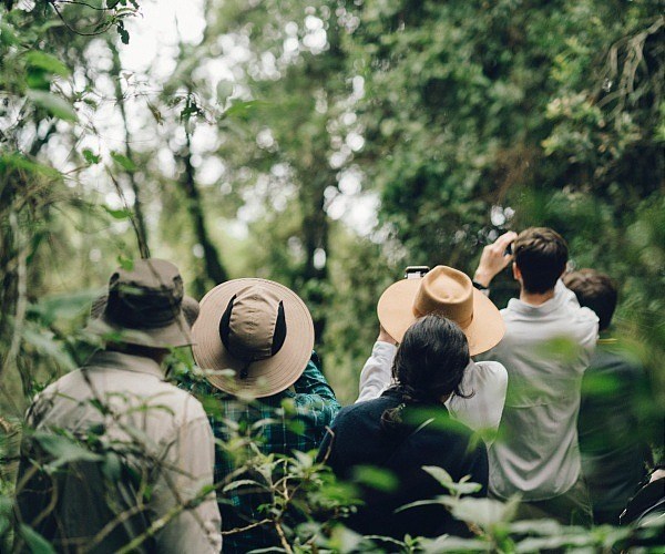 Gorilla trekking in Uganda: The ultimate luxury experience