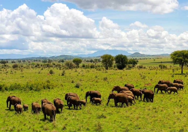 The top 5 luxury lodges in Uganda for wildlife encounters like no other